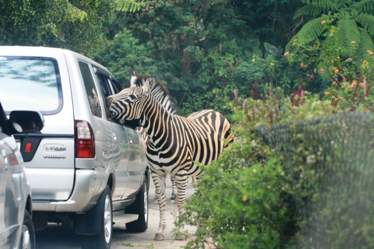 taman safari bogor tanpa mobil pribadi